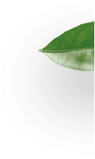 leaf1-section3-mob